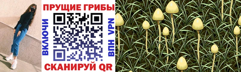 Псилоцибиновые грибы прущие грибы  Дудинка 
